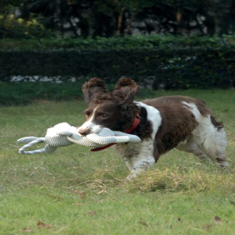 M_PETS_10657399_CHEWTOPIA_Dog_Toy_Rabbit_Lifestyle_Outdoor_Dog_VER_CMYK_3