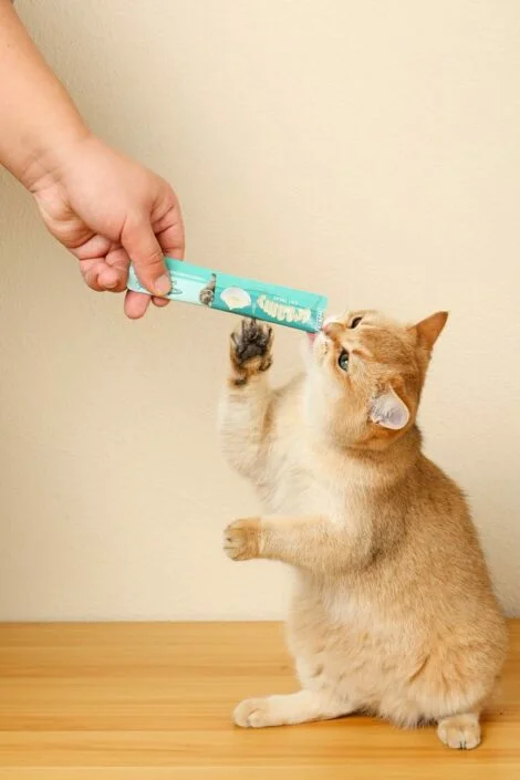 M_PETS_19038299_Creamy_Cat_treat___Salmon_&_Beef_Lifestyle_with_cat_2