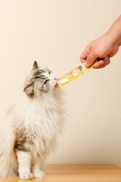M_PETS_19038499_Creamy_Cat_treat___Chicken_Lifestyle_with_cat_2