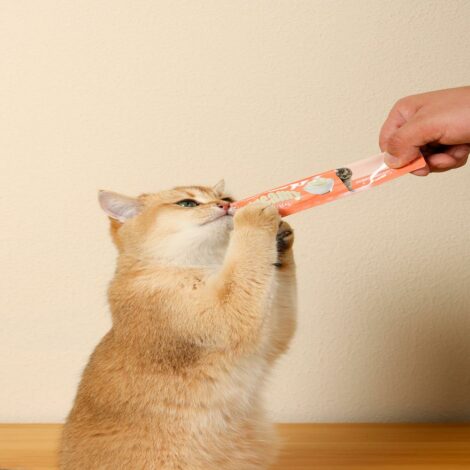 M_PETS_19038699_Creamy_Cat_treat___Salmon_Lifestyle_with_cat_2