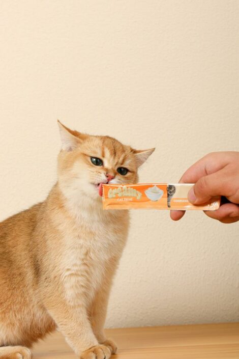M_PETS_19039099_Creamy_Cat_treat___Crab_Lifestyle_with_cat_3