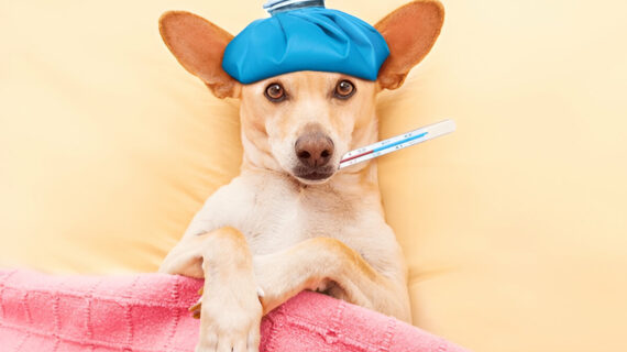 Understanding Canine Influenza: What You Need to Know About Dog Flu